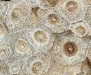 Fossil Coral (Actinocyathus) Head - Morocco #44869-1